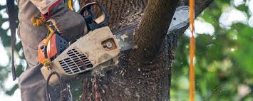 Professional Tree Services in Cape Charles, VA
