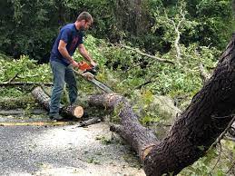 Best Root Management and Removal  in Cape Charles, VA