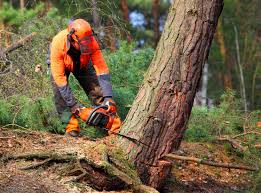  Cape Charles, VA Tree Services Pros