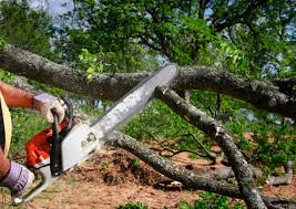 Best Storm Damage Tree Cleanup  in Cape Charles, VA