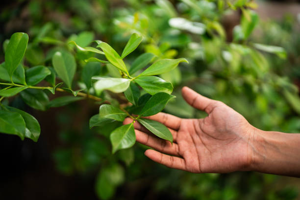 Best Arborist Consultation Services  in Cape Charles, VA
