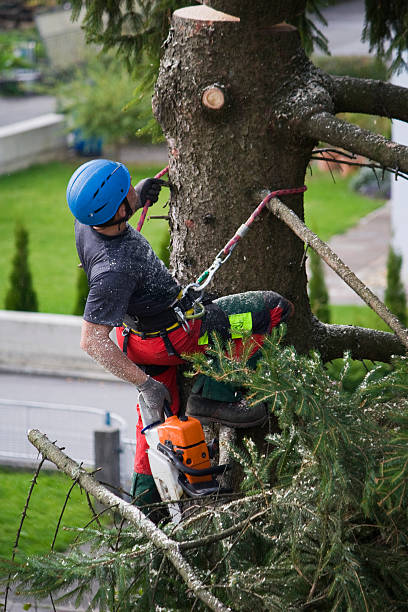 Best Organic Lawn Care Solutions  in Cape Charles, VA