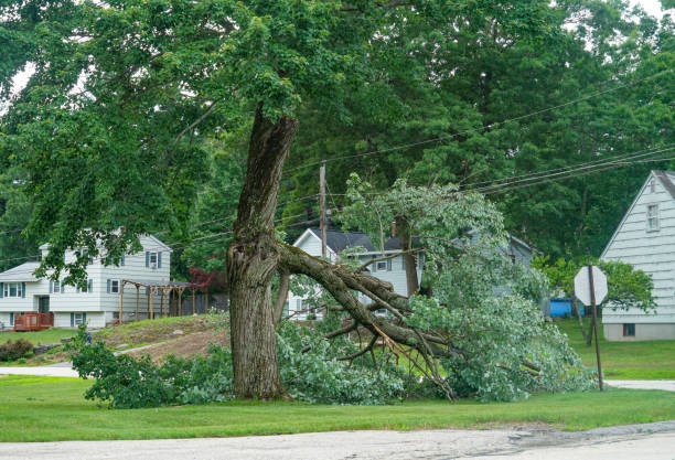 Best Commercial Tree Services  in Cape Charles, VA