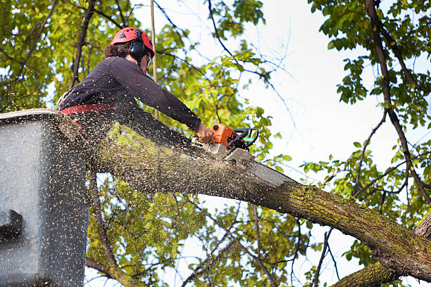 Mulching Services in Cape Charles, VA