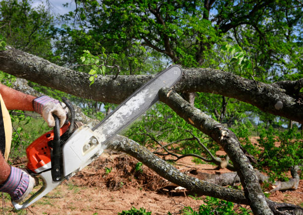 Best Tree Mulching  in Cape Charles, VA