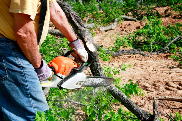 Best Emergency Tree Removal  in Cape Charles, VA