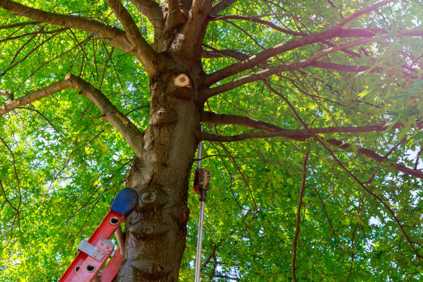 Best Tree Preservation Services  in Cape Charles, VA